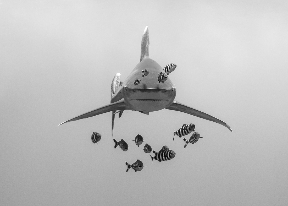 The King - Ocean series Underwater photography by Maya