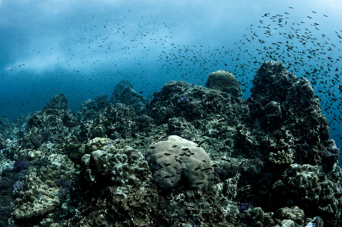 Wild Reef - Ocean series Underwater photography by Maya